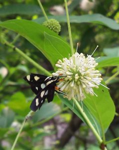 Eight spotted moth on buttonbush