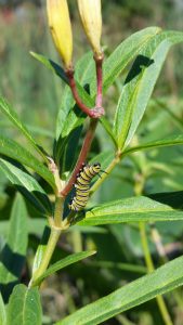 Monarch Cat on Swamp Milkweed